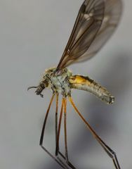 Leptotarsus rufibasis