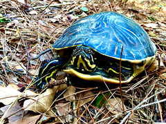 Pseudemys peninsularis