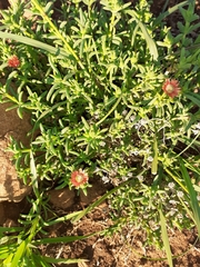 Delosperma multiflorum