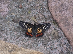 Chlosyne melitaeoides