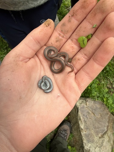 Common Sharp-tailed Snake