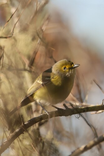 White-eyed Vireo (Vireo griseus), photo 6