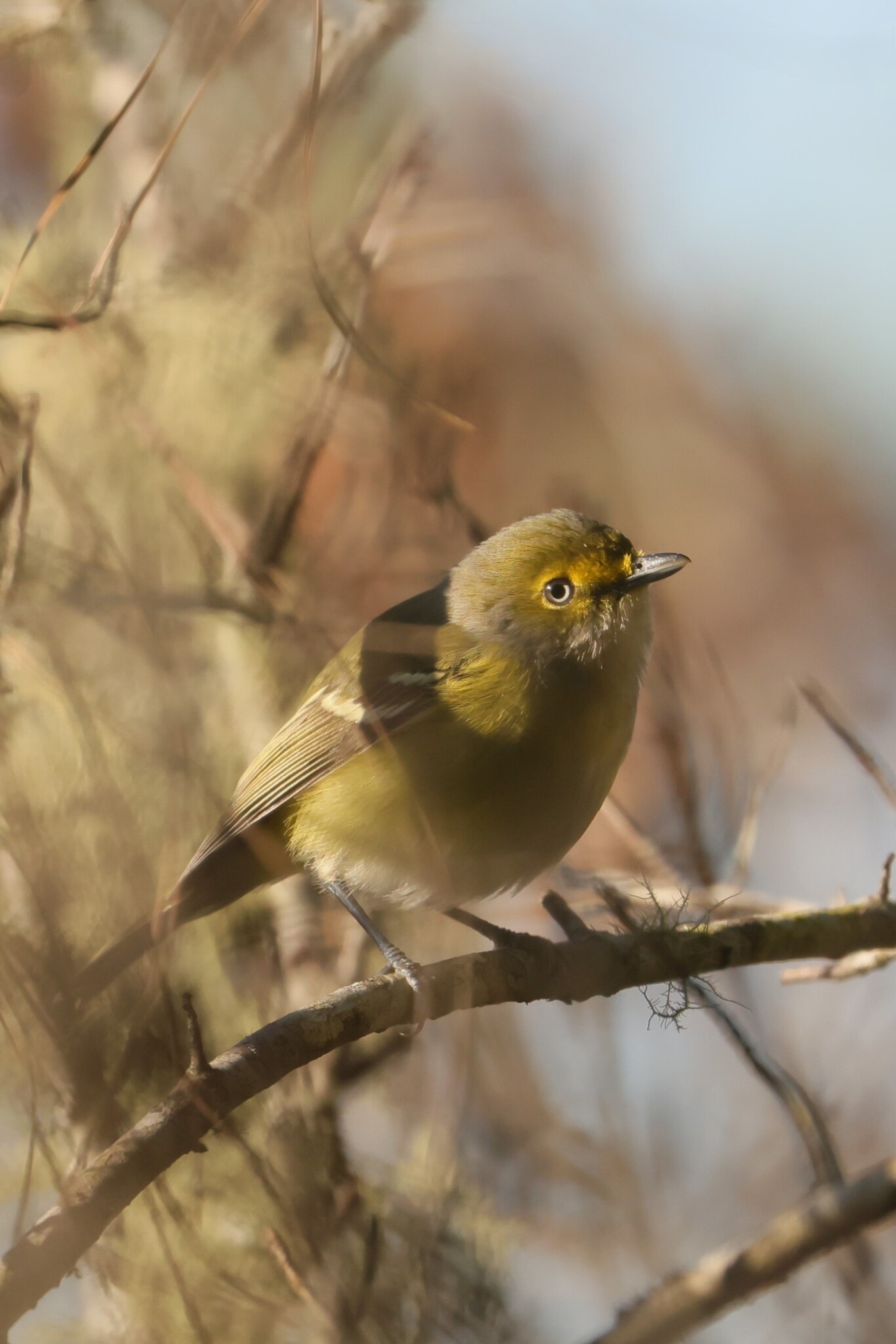 White-eyed Vireo (Vireo griseus), photo 6
