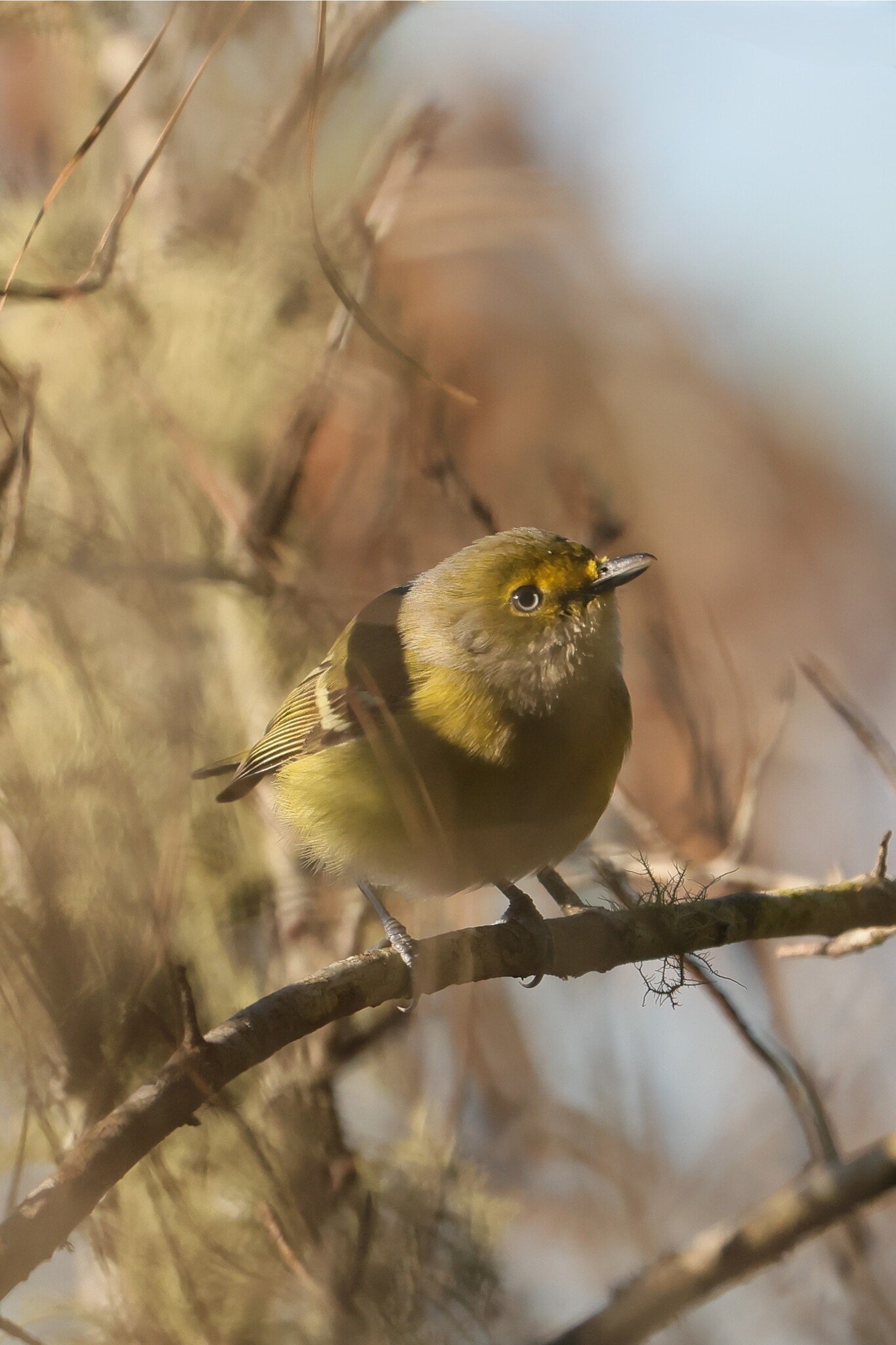White-eyed Vireo (Vireo griseus), photo 7