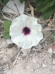 Ipomoea squamosa
