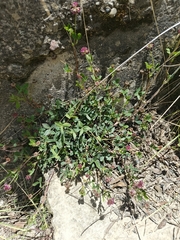 author not stated, no rights reserved Trifolium amabile, photograph author not stated, no rights reserved
