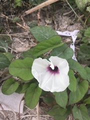 Ipomoea squamosa