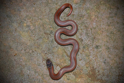 Common Sharp-tailed Snake