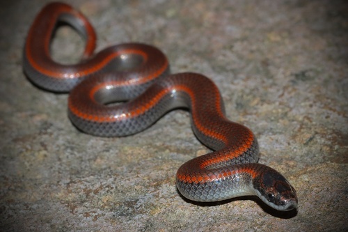 Common Sharp-tailed Snake