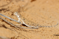 Phrynocephalus guttatus