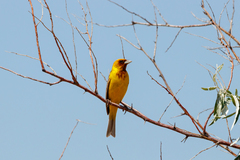 Emberiza bruniceps