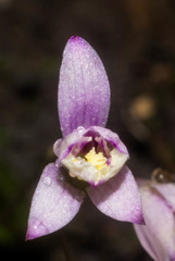 Bletia santosii