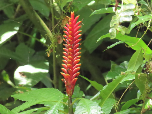 Aphelandra liboniana, photograph 1