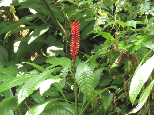 Aphelandra liboniana, photograph 2