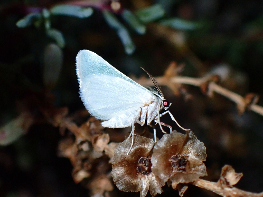 Microloxia simonyi
