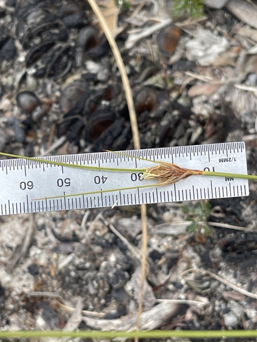 Schoenus turbinatus, 2026-01-03