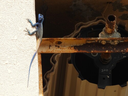 Anderson's Rock Agama