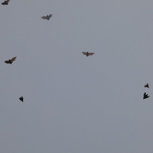 Straw-coloured Fruit Bat