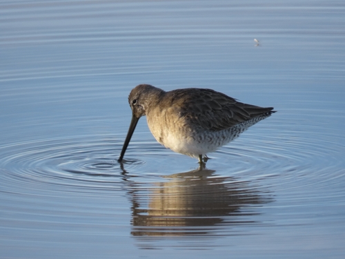 Long-billed Dowitcher (Limnodromus scolopaceus), photo 9