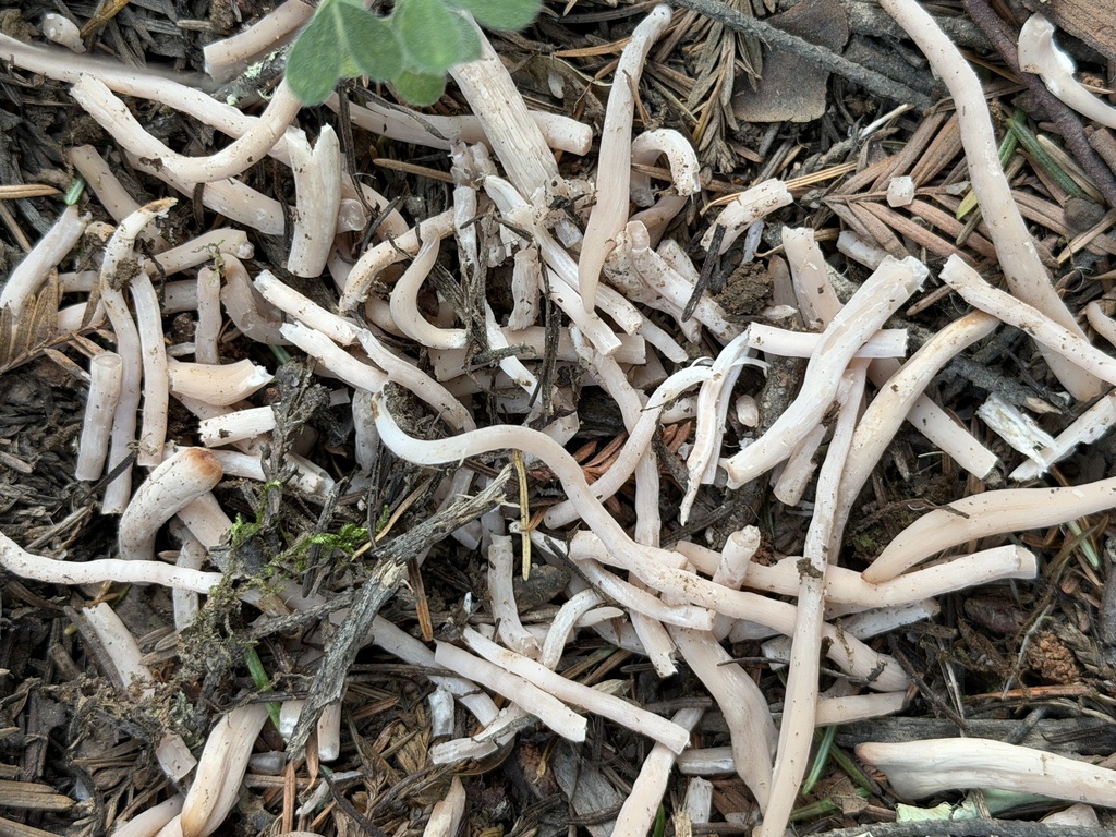 Clavaria fumosa · January 2026 · photo: © aheyman1 (iNaturalist, cc0)