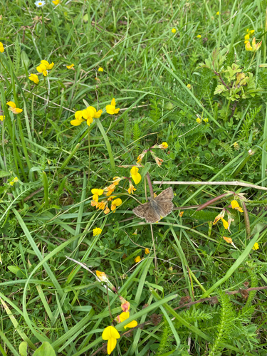 Dingy Skipper, Maastricht, Limburg, NL, photo 7 of 10