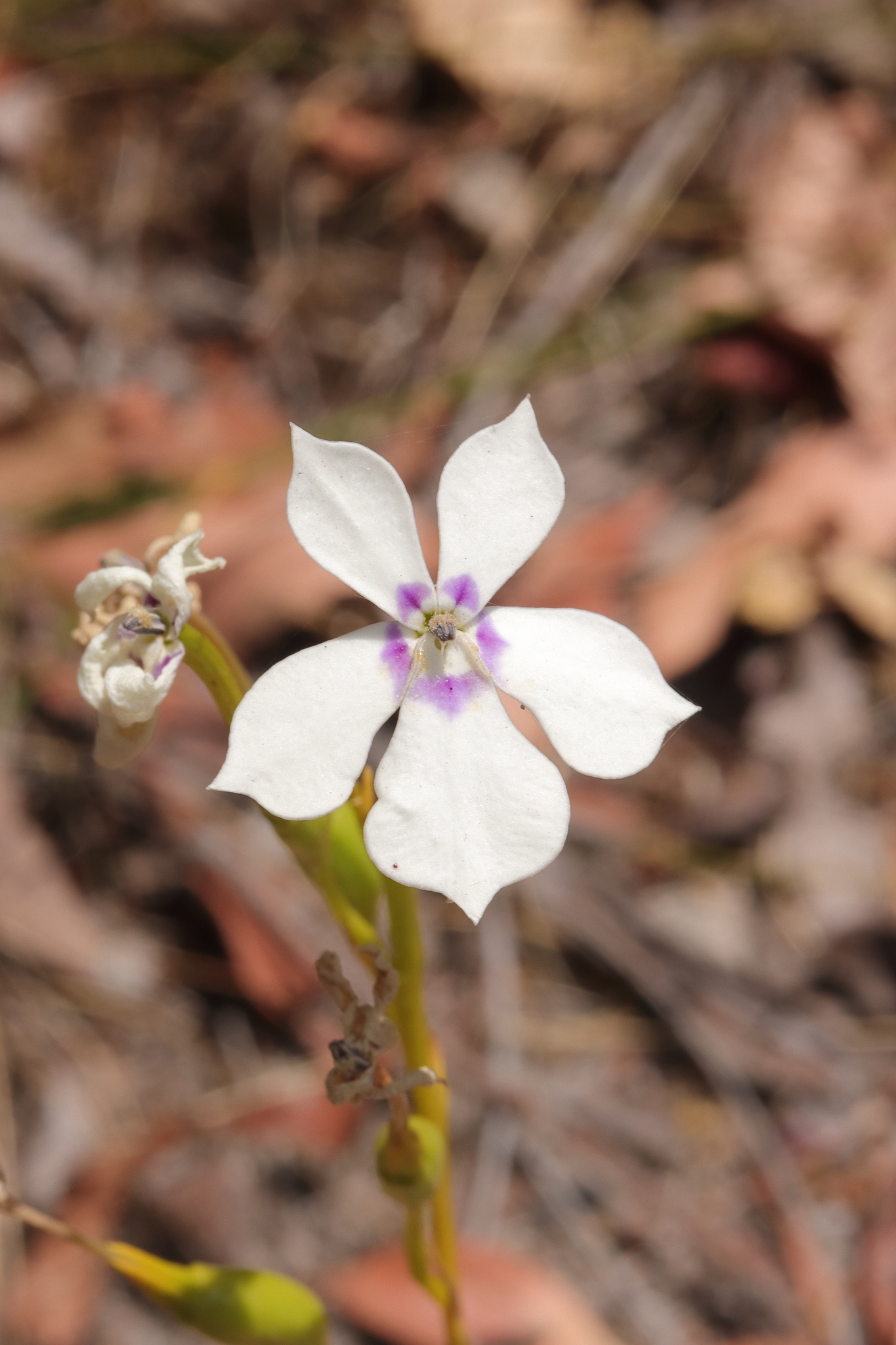 Woodbridge Poison (Isotoma hypocrateriformis)