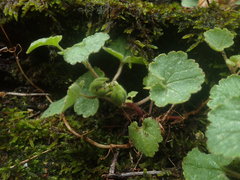 Asarina procumbens