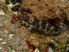 Sailfin Blenny photo 3