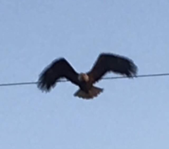 Haliaeetus leucocephalus leucocephalus