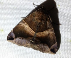 Poaphilini