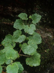 Asarina procumbens