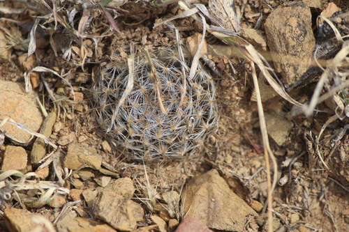 Image of Mammillaria crinita by (c) José Belem Hernández Díaz, some rights reserved (CC BY)