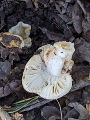 Russula basifurcata