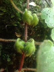 Asarina procumbens