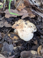 Russula basifurcata
