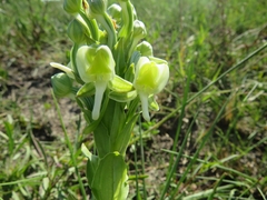 Habenaria epipactidea