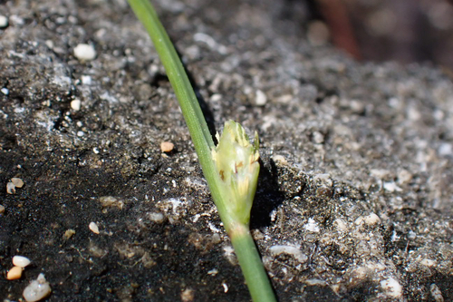 Fimbristylis hawaiiensis observed 2026-01-25