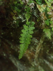 Asplenium foreziense