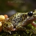Mallorcan Midwife Toad - Photo (c) Gert Jan Verspui, some rights reserved (CC BY-NC), uploaded by Gert Jan Verspui