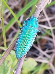 Dicercini