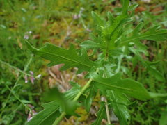 Centaurea pectinata