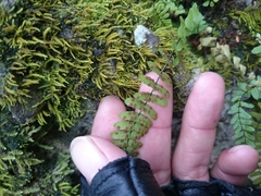 Asplenium nesioticum