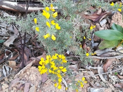 Ulex argenteus argenteus