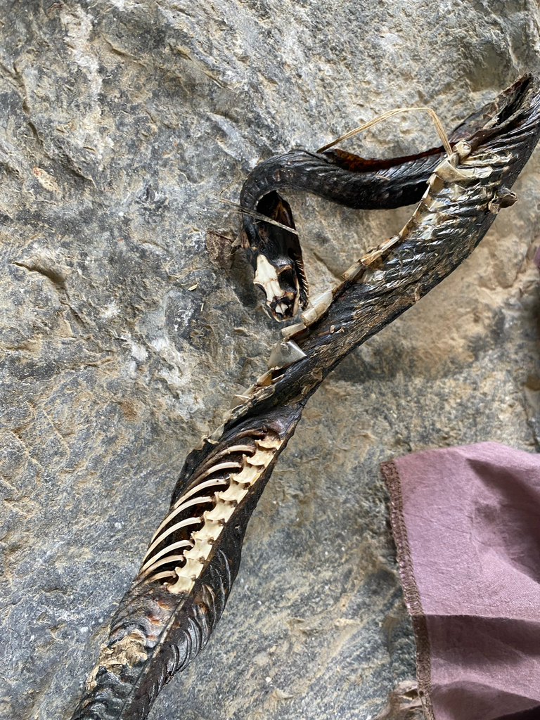 Colubrine Snakes from Pennsylvania Ave, Mill Hall, PA, US on May 1 ...