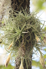 Tillandsia arroyoensis