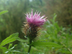 Centaurea pectinata