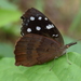 Cuvier's Purplewing - Photo (c) Ruben D. Layme, some rights reserved (CC BY-NC), uploaded by Ruben D. Layme