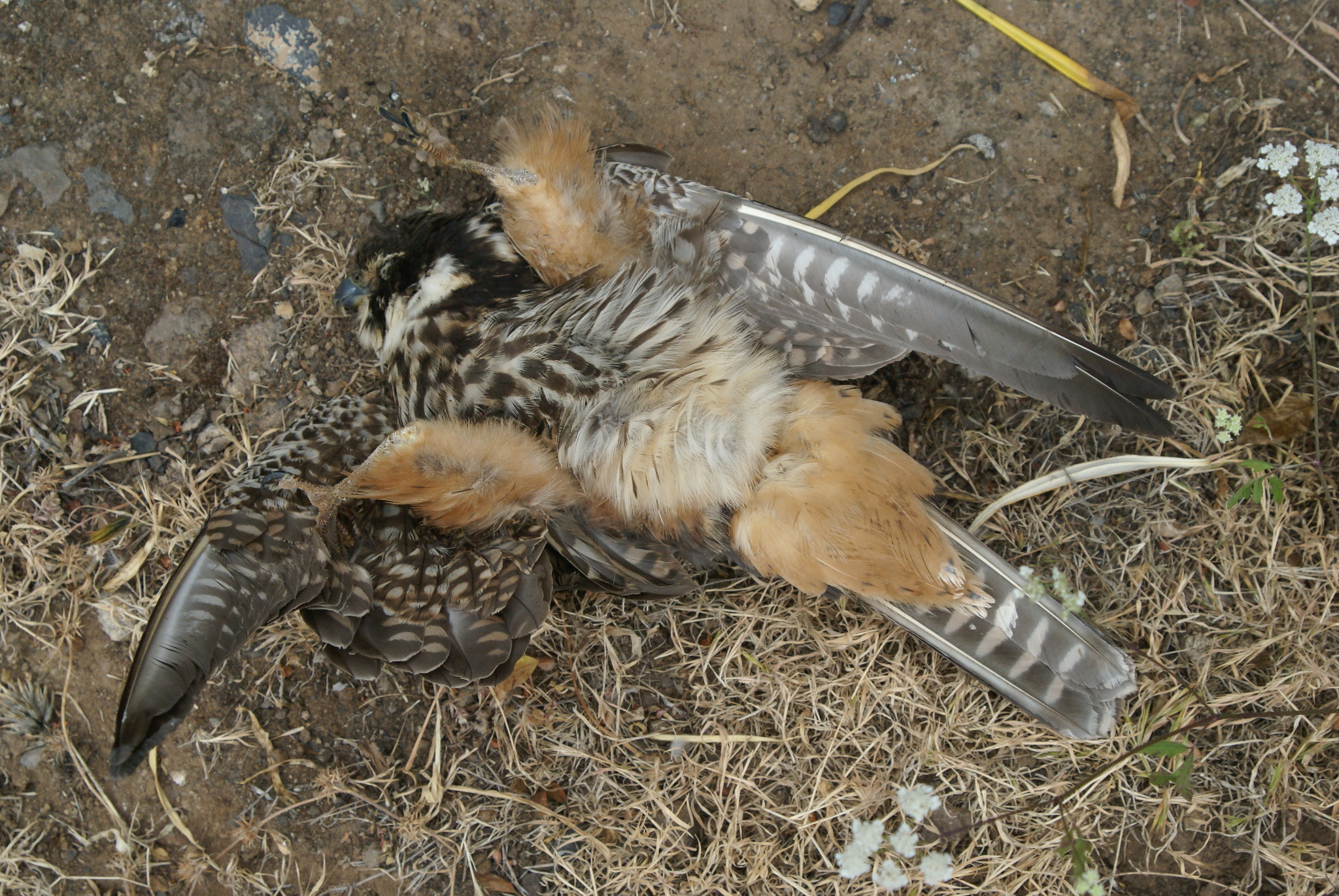 Alcotán europeo
