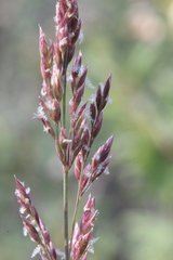 Arctagrostis latifolia