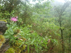 Centaurea pectinata